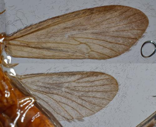 Réf. 307 252 : Goera pilosa